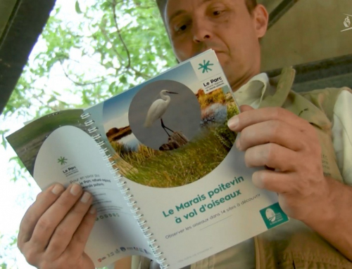 Un guide ornithologique pour découvrir le Marais Poitevin