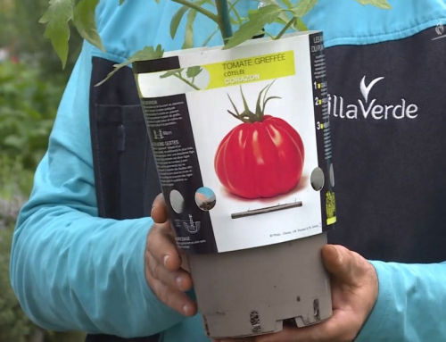 L’instant jardin : Quand planter les tomates ?
