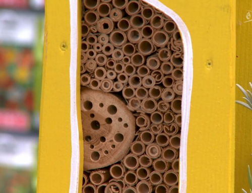 L’instant jardin : accueillir les abeilles chez soi