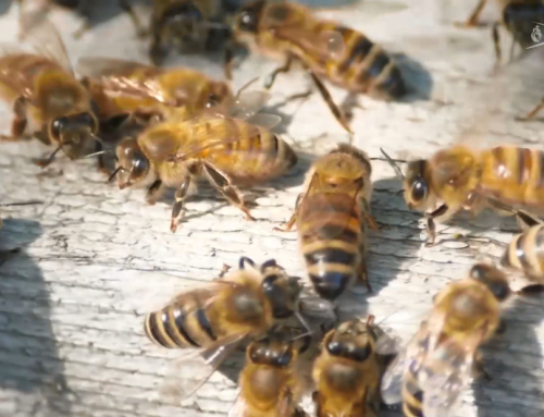 Sécheresse : quelle conséquences sur les abeilles et le miel ?