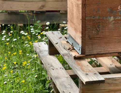 Les apiculteurs du Sud-Vendée se structurent