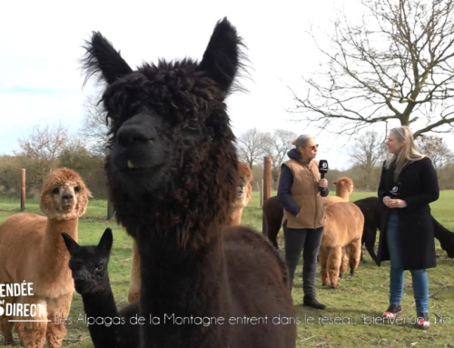 La Vendée en Direct : L’élevage « Les Alpagas de la Montagne » entre dans le réseau « Bienvenue à la Ferme »