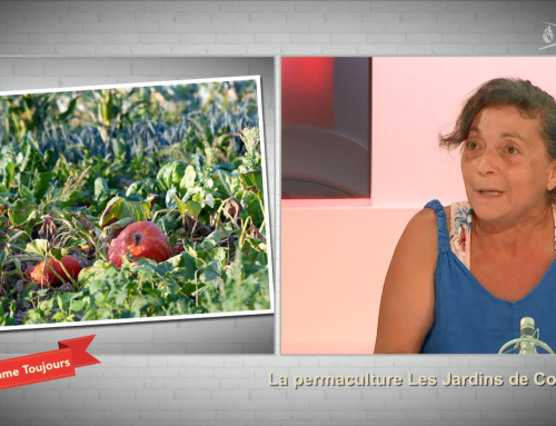 Comme toujours – Permaculture