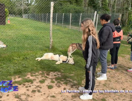 Vivez la Vendée : Zoom sur les bienfaits de la cani-rando