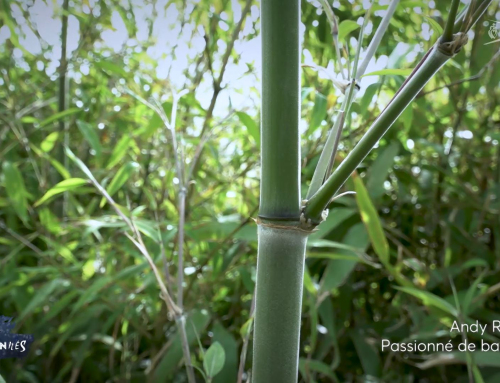 Les passionnés – de Bambous