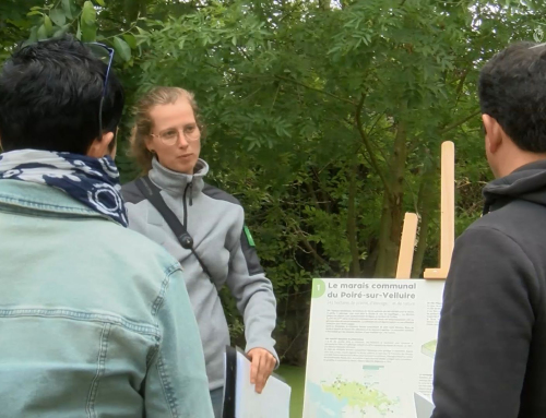 Les Velluire-sur-Vendée : De nouveaux aménagements pour le marais communal