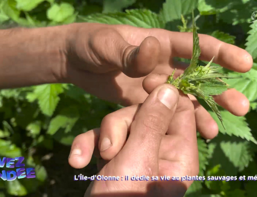 Vivez la Vendée : Il dédie sa vie aux plantes sauvages et elles le lui rendent bien