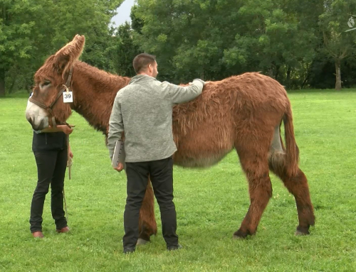 Doix lès Fontaines : Les plus beaux animaux de races mulassières du Poitou présentés en concours