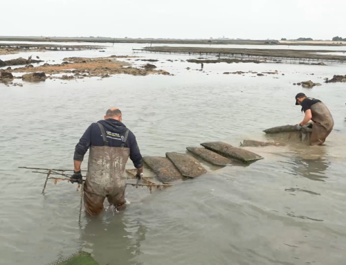 Terres de Mer par tradition – A la découverte des 4 coopératives de l’île de Noirmoutier