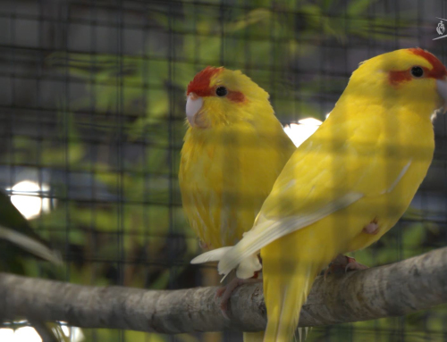 Championnat de France des estrildidés et bourse aux oiseaux ce week-end aux Herbiers