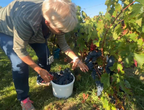 Angles : Premières vendanges pour l’association Les Amis de la vigne