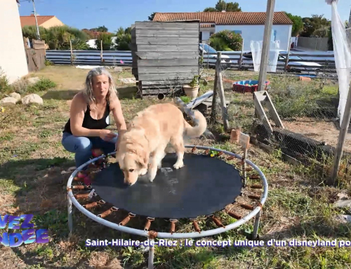 Vivez la Vendée : Un concept unique de disneyland pour chiens !