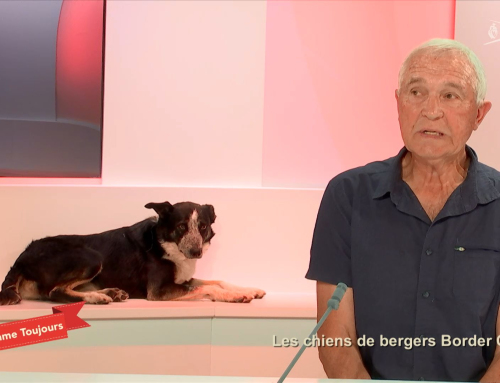 Comme toujours – Les chiens de bergers