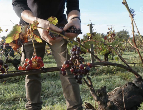 Des bureaux londoniens aux vignes de Vendée : la nouvelle vie de Russell