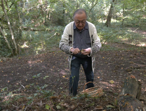 La Ferrière : Comment bien cueillir les champignons sans risque d’intoxication ?