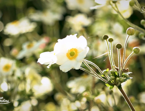 Bienvenue aux jardins – Jardin de Ville