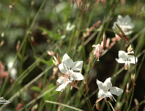 Bienvenue aux Jardins – Jardin de la Petite-Coudraie