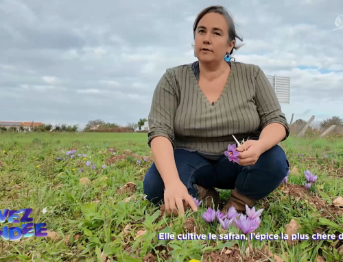 Vivez la Vendée : Elle cultive le safran, l’épice la plus chère du monde