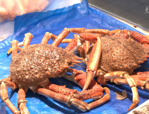 Les Sables-D’Olonne. Les idées de plats de fête 100% locaux sont au marché !