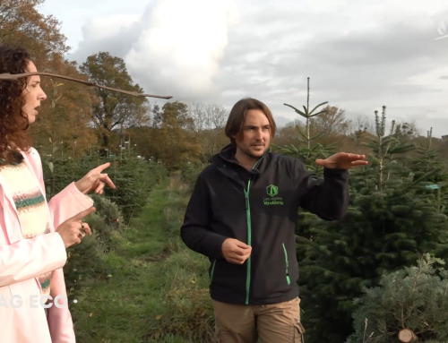 Mag éco – Les sapins vendéens