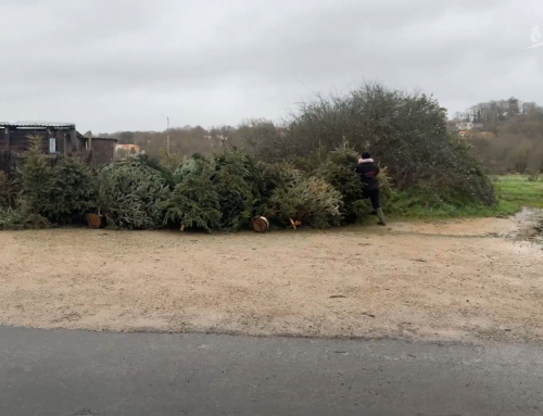 Le Poiré-sur-Vie : Donner son sapin de Noël pour améliorer le confort des poneys