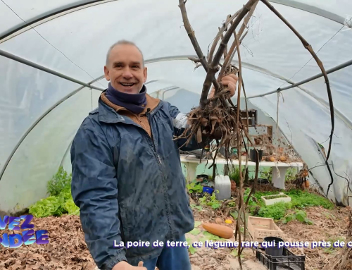 Vivez la Vendée  : La poire de terre, ce légume rare qui pousse près de chez nous